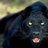BlackCat4370