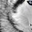 Darkwolf13