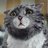 Toms-cat