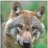 AlterWolf74