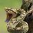 iSnake
