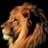 Lions_