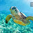 turtlegarden