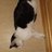 Katze12