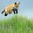 Foxster