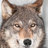 Wolfsrain