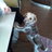 Jack-Russel