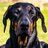 Dobermann66