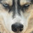 Schneewolf