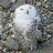 SnowyOwlChick