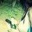 muona