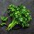 Parsley