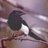 Magpie42