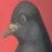 ornitho