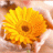 Blume