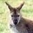 wallaby